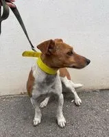 NOTFALL: Hund in Villeveyrac gefunden