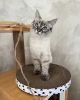 URGENCE : Chat perdu(e) à Châteauroux