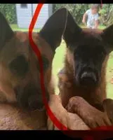 NOTFALL: Hund in Firgas verloren