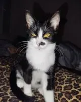 Cat lost in Montaigu-Vendée