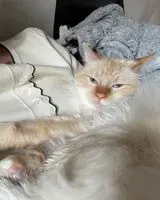 URGENCE : Chat perdu(e) à Nantes