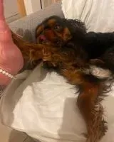 URGENCIA: Perro perdido(a) en Wallers