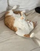 NOTFALL: Katze in Vallet verloren