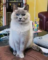 URGENCIA: Gato perdido(a) en Marseille