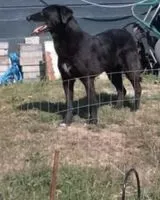 Perro perdido(a) en Auerbach In Der Oberpfalz