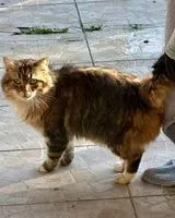 EMERGENCY: Cat found in Maisdon-sur-Sèvre