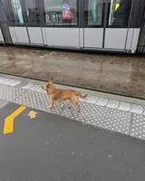 URGENCIA: Perro encontrado(a) en Bordeaux