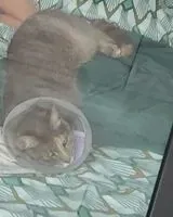 Gatto smarrito(a) a Le Pallet