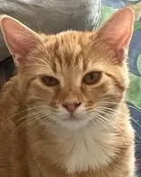 NOTFALL: Katze in Courpière verloren