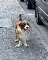 Cane avvistato(a) a Santa Maria Da Feira