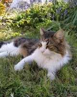URGENCIA: Gato perdido(a) en Saint Christophe