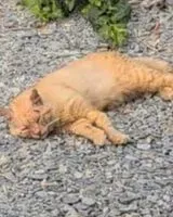 Chat trouvé(e) à Saint Sebastien Sur Loire