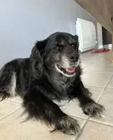 URGENCIA: Perro encontrado(a) en Puymoyen