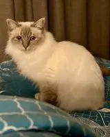 Cat lost in Coueron