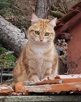 URGENZA: Gatto smarrito(a) a Cahors