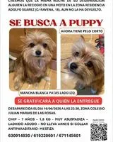 Perro perdido(a) en Madrid