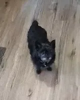 Perro perdido(a) en Terrell