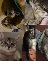 Cat lost in Asti