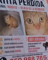 EMERGENCY: Cat lost in Vizcaya