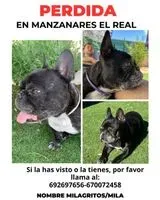 Dog lost in Manzanares el Real
