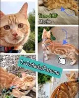 Chat perdu(e) à La Canyada