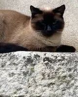 NOTFALL: Katze in Gézier-et-Fontenelay verloren