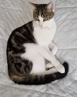 URGÊNCIA: Gato perdido(a) em Les Lucs-sur-Boulogne
