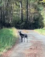 URGENZA: Cane avvistato(a) a Gensac