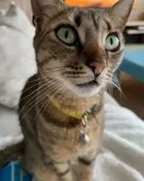 Cat lost in Madrid