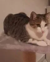 URGENCE : Chat perdu(e) à Uhingen