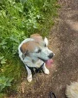 EMERGENCY: Dog found in Unknown location