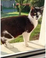 NOTFALL: Katze in Sèvremoine verloren