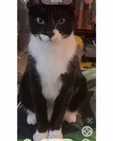 Gato perdido(a) em Cocoa