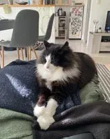 NOTFALL: Katze in Saint-Dolay verloren