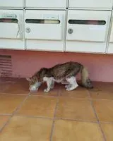 Cat seen in Sète