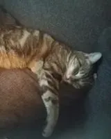 URGENCIA: Gato perdido(a) en Le Mans