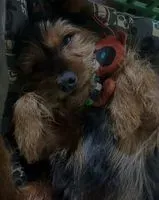 URGENZA: Cane smarrito(a) a Penafiel