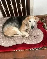 Dog lost in Ottava
