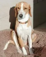 URGENCE : Chien perdu(e) à Noto