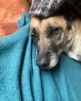URGENCIA: Perro perdido(a) en Neuillé-le-Lierre