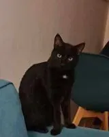 URGÊNCIA: Gato perdido(a) em Avignon