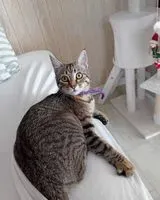 URGENZA: Gatto smarrito(a) a Le Pouliguen