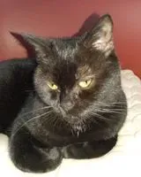 URGÊNCIA: Gato perdido(a) em Saint-Lumine-de-Clisson