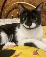 Cat lost in Vitry-sur-Seine