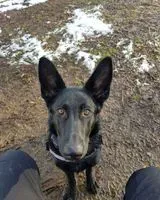 NOTFALL: Hund in Saint-Jean-du-Falga verloren