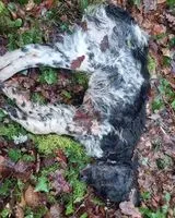 URGÊNCIA: Cão encontrado(a) em Saint-Ciers-d'Abzac