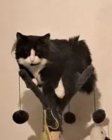 Cat lost in Sèvremoine