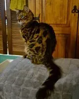 Katze in Istres verloren