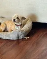 URGENCE : Chien perdu(e) à Paris