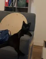 Cat lost in Montaigu-Vendée